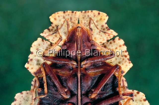 Phloea corticata.JPG - in "Portraits d'insectes" ed. SeuilPhloea cortica, face ventraleHemipteraPhloeidaeBresil